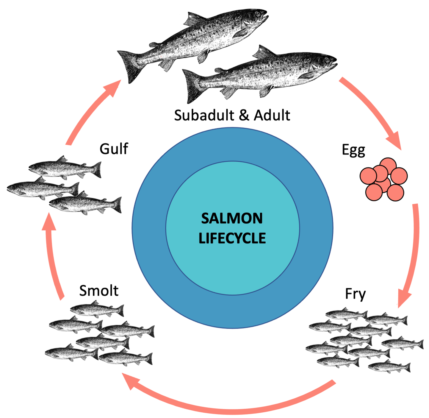 Salmon Life Cycle Map